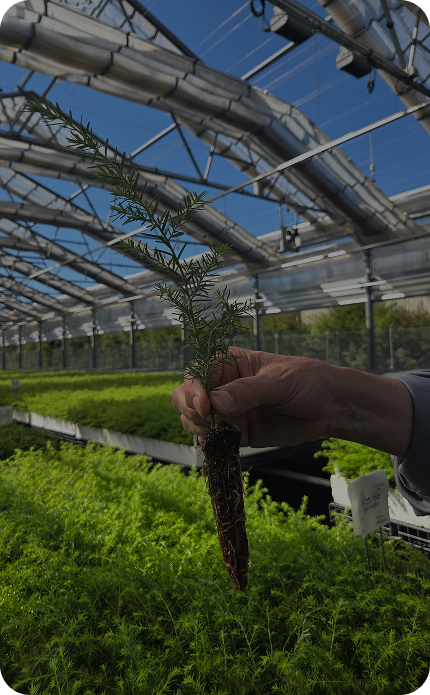 경제수종<br>대량생산